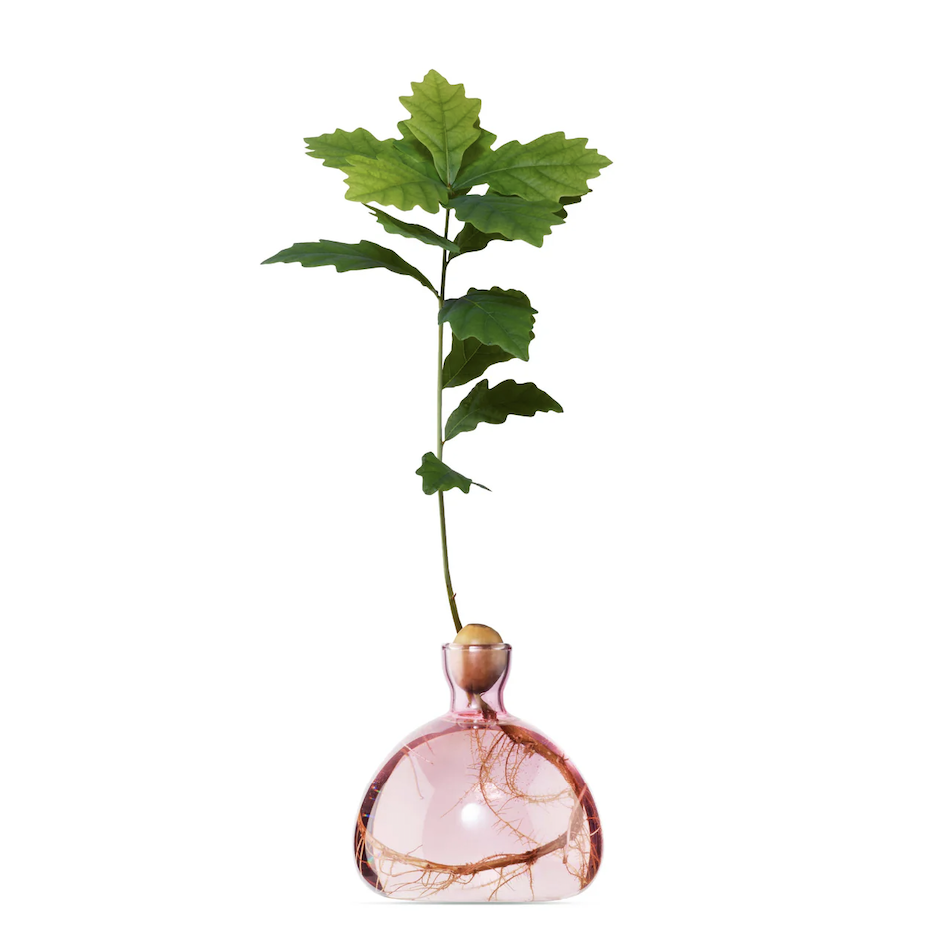 Vaasje acorn coloured